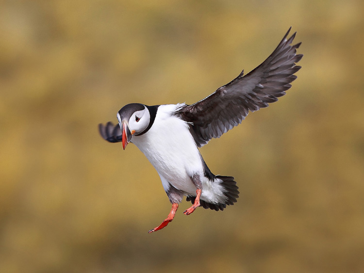 Puffin flap